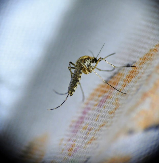 Culicidae - csípőszúnyogok