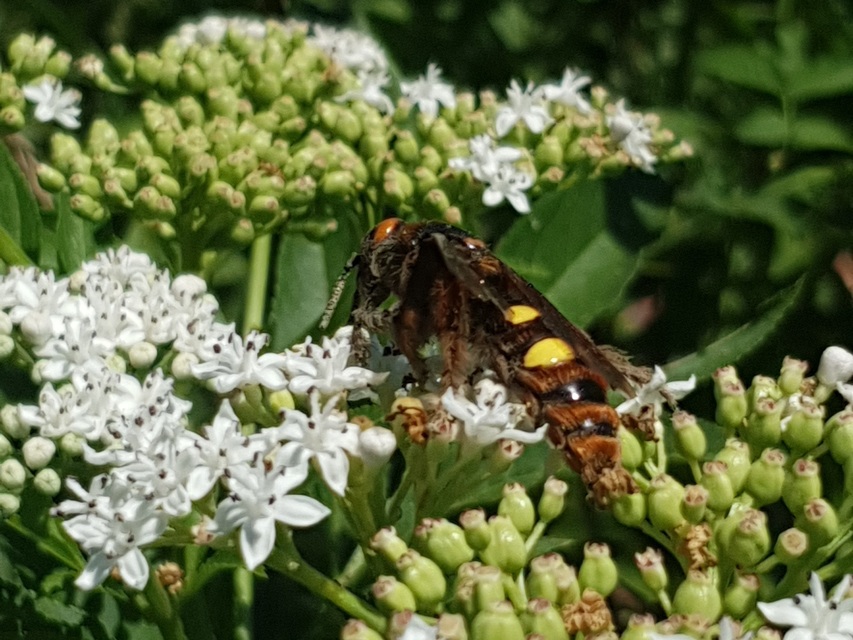 Megascolia maculata - óriás-tőrösdarázs