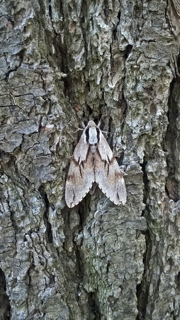 Hyloicus pinastri - fenyőszender