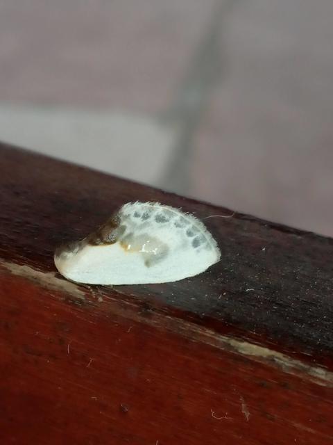 Cilix glaucata - törpe sarlósszövő