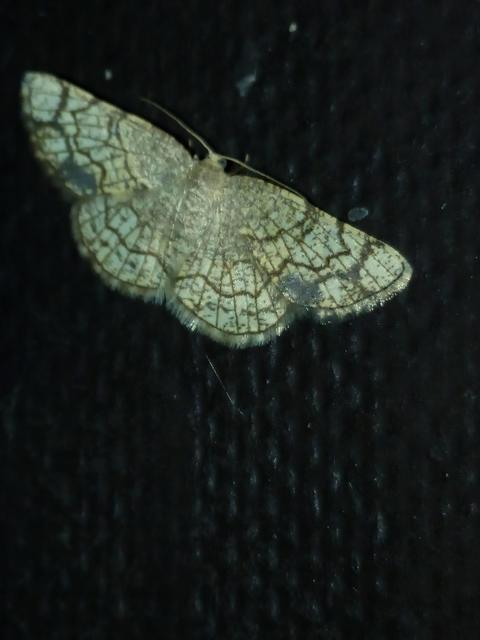 Stegania dilectaria - fehérnyár-araszoló