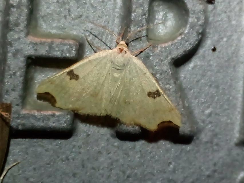 Eilicrinia cordiaria - fehér fűzfaaraszoló