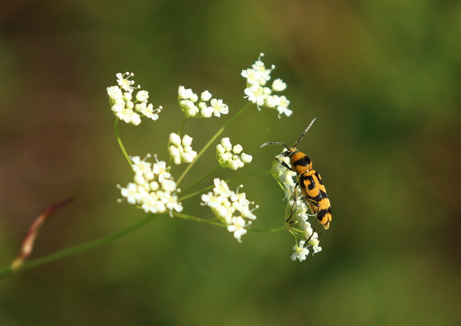 Chlorophorus varius - díszes darázscincér