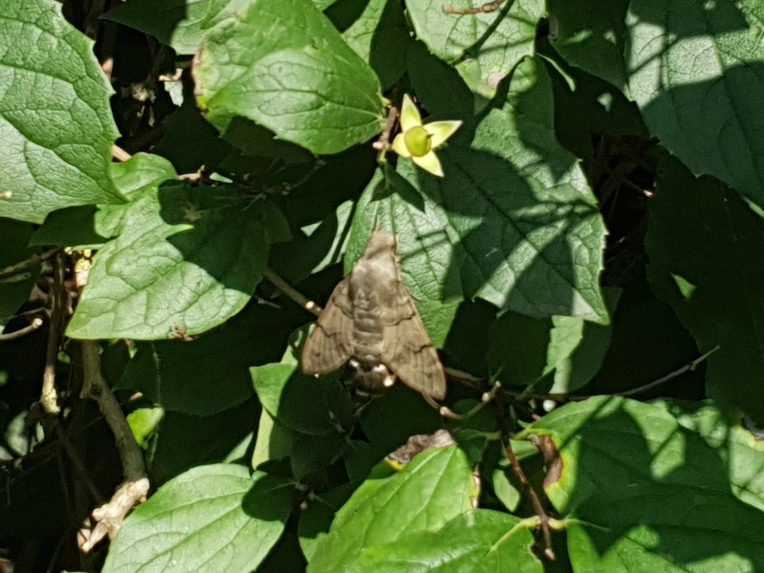 Macroglossum stellatarum - kacsafarkú szender