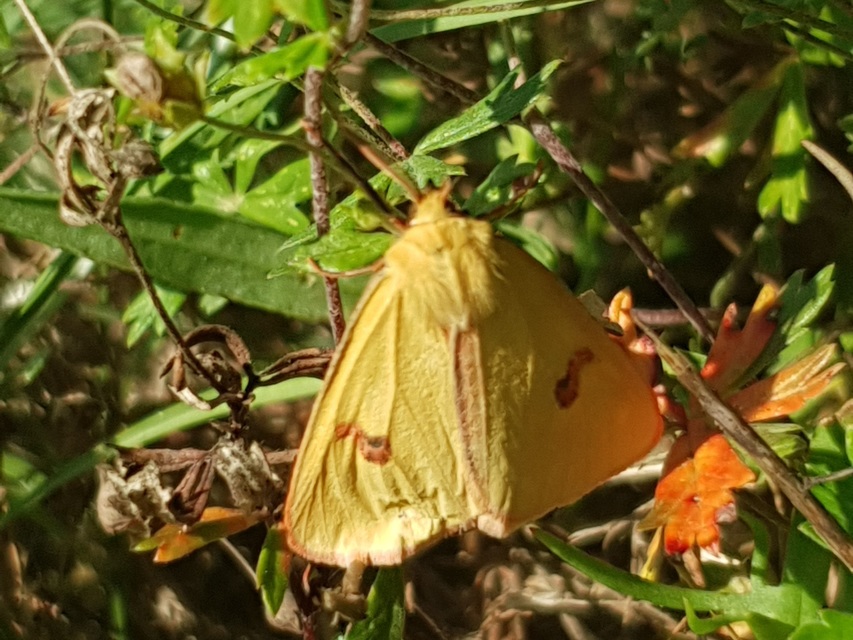 Diacrisia sannio - vörösszélű medvelepke