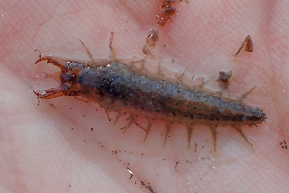 Hydrochara