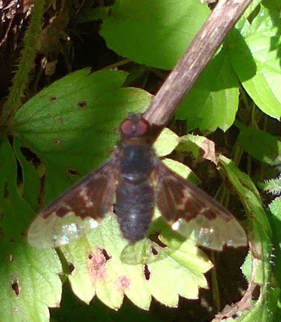Hemipenthes morio - közönséges gyászlégy