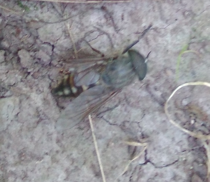 Tabanus