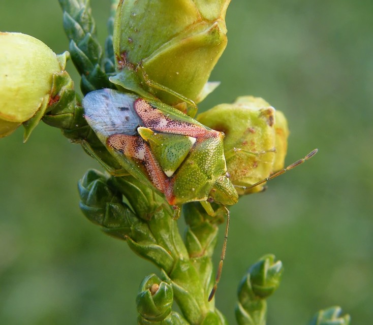 Cyphostethus tristriatus - boróka-dajkapoloska Cyphostethus tristriatus - boróka-dajkapoloska