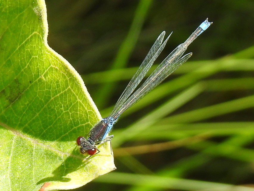 Erythromma viridulum - kis pirosszemű-légivadász