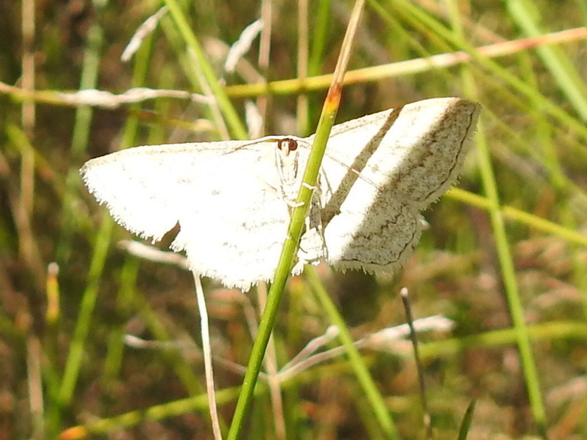 Scopula virgulata - vesszős sávosaraszoló