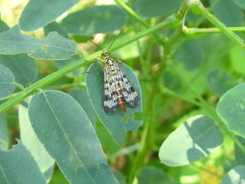 Panorpa vulgaris