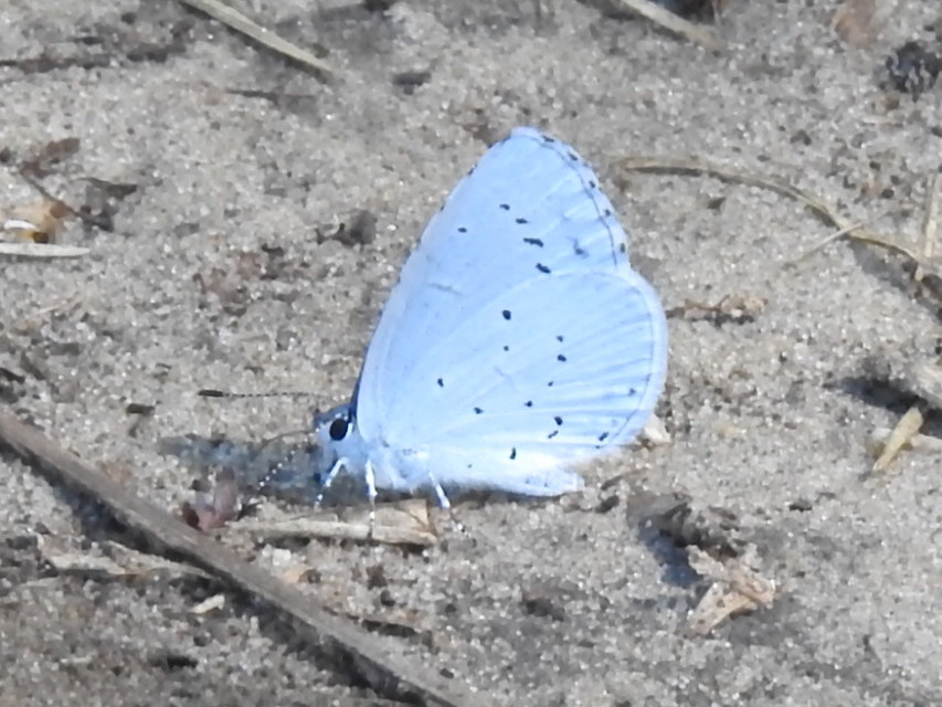 Celastrina argiolus - bengeboglárka