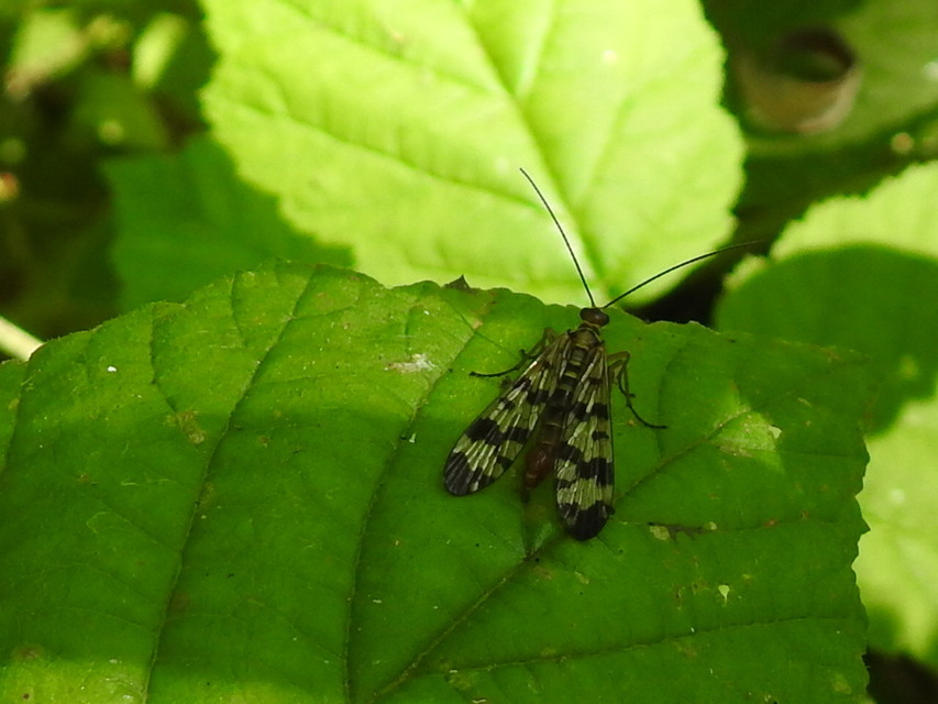 Panorpa vulgaris