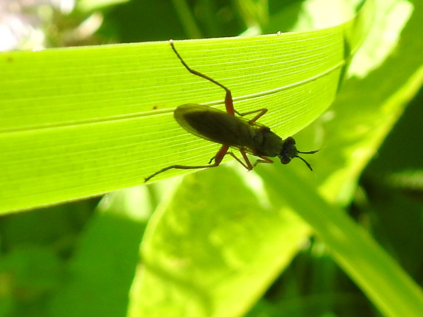 Sciomyzidae - szarvaslégyfélék