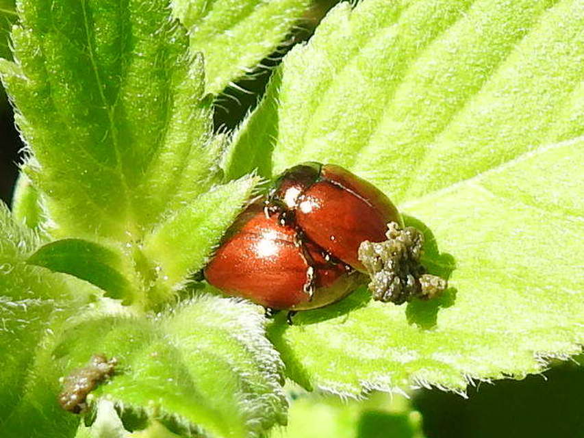Chrysolina polita - réti mentalevelész Chrysolina polita - réti mentalevelész