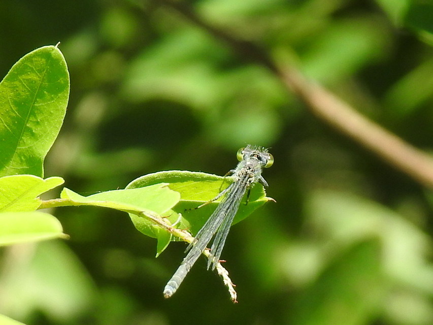 Erythromma viridulum - kis pirosszemű-légivadász