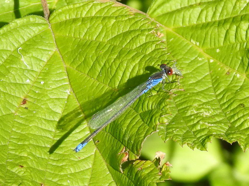 Erythromma viridulum - kis pirosszemű-légivadász
