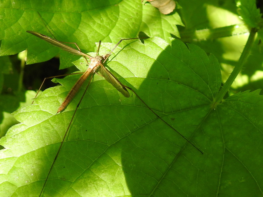 Tipula