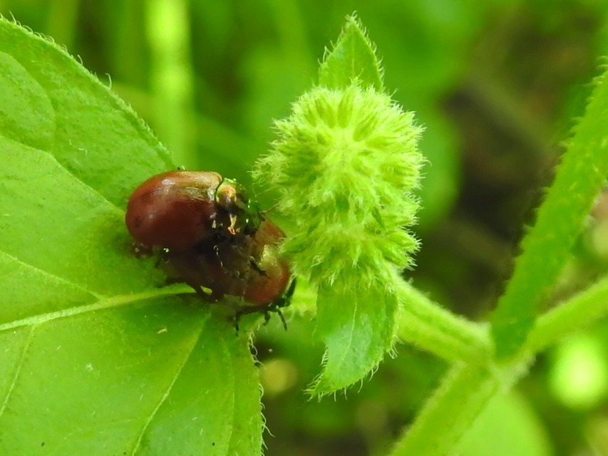 Chrysolina polita - réti mentalevelész Chrysolina polita - réti mentalevelész
