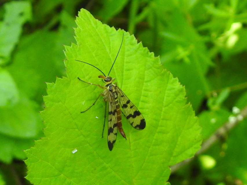 Panorpa vulgaris
