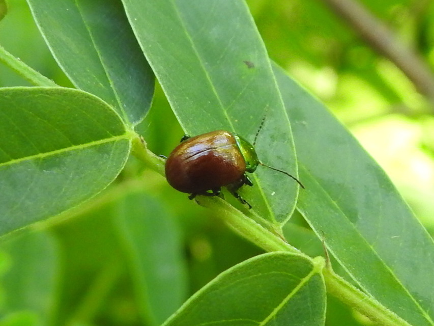 Chrysolina polita - réti mentalevelész Chrysolina polita - réti mentalevelész