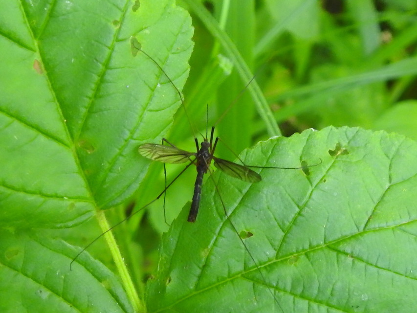 Nigrotipula nigra