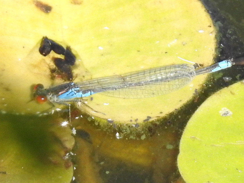 Erythromma viridulum - kis pirosszemű-légivadász