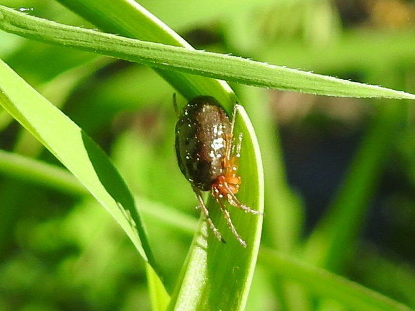 Hypsosinga