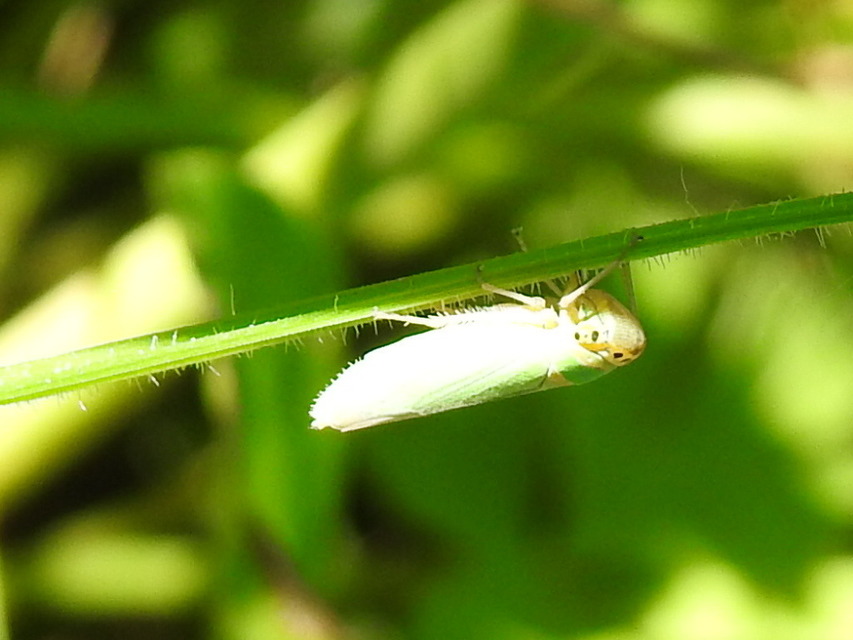 Cicadella viridis - méregzöld kabóca