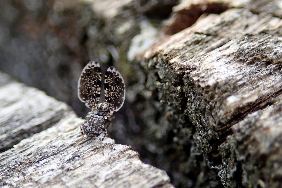 Callopistromyia annulipes - pávalégy