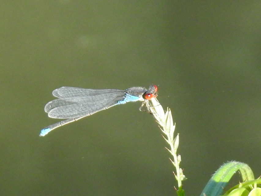 Erythromma viridulum - kis pirosszemű-légivadász