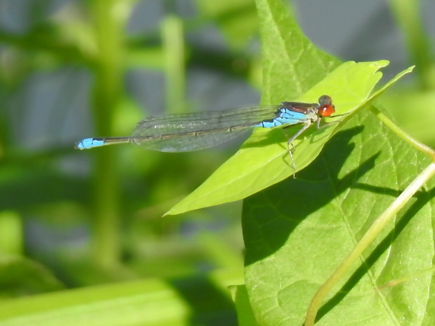 Erythromma viridulum - kis pirosszemű-légivadász