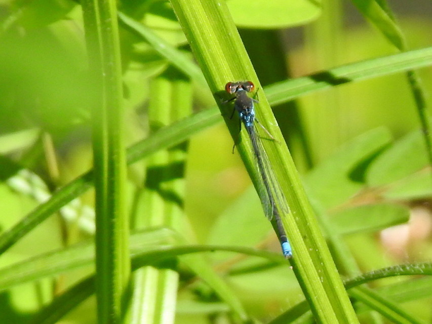 Erythromma viridulum - kis pirosszemű-légivadász