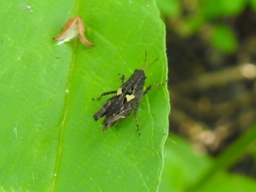 Tetrix bipunctata - kétpettyes tövishátúsáska