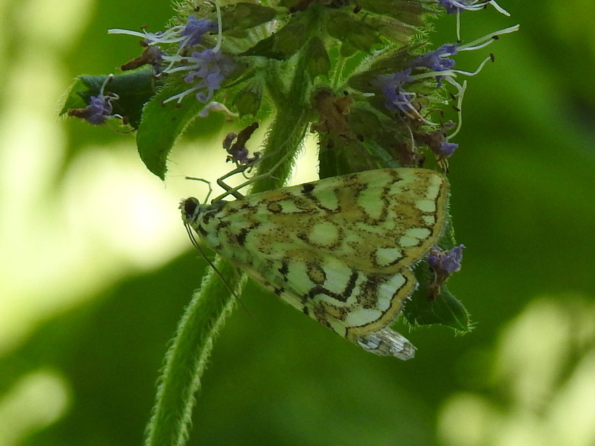 Elophila nymphaeata - tarka vízimoly