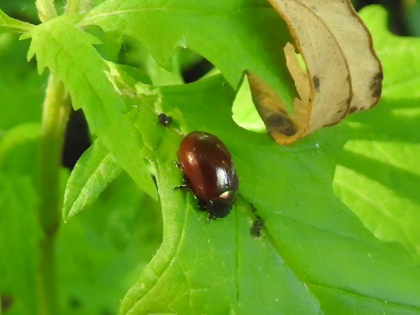 Chrysolina polita - réti mentalevelész Chrysolina polita - réti mentalevelész