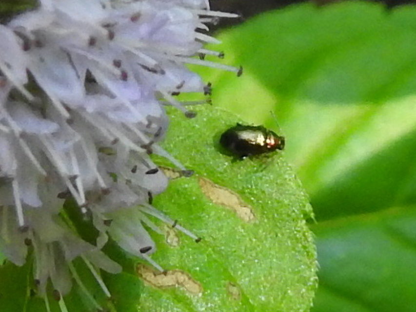 Crepidodera