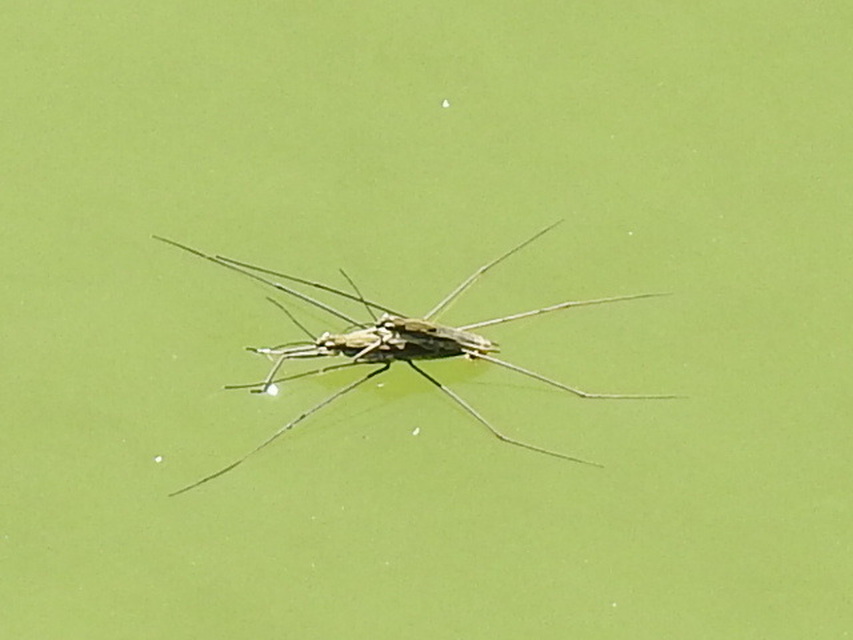 Gerridae - molnárpoloskák
