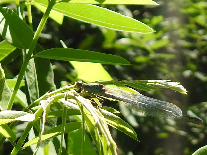 Erythromma viridulum - kis pirosszemű-légivadász