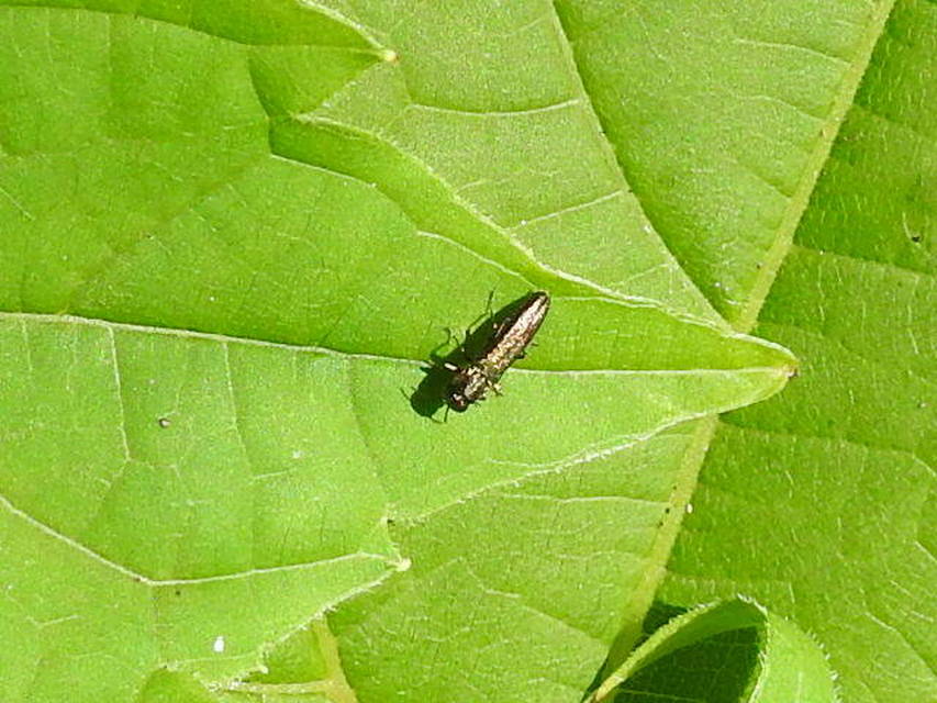 Agrilus