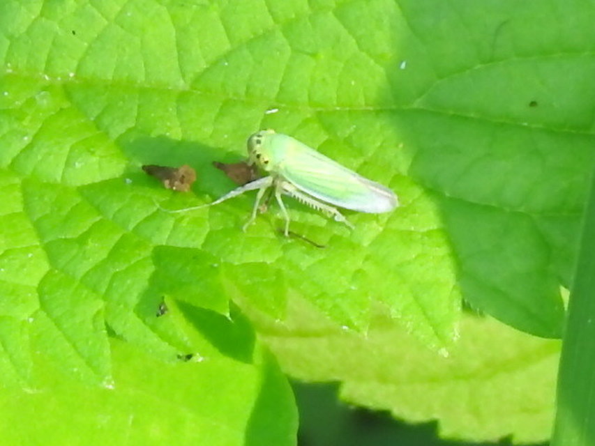Cicadella viridis - méregzöld kabóca