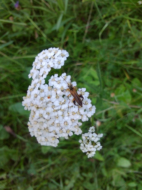Oedemera podagrariae - székfű-álcincér