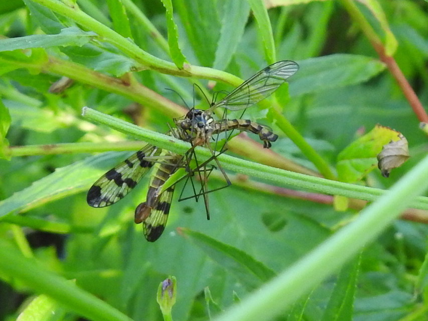 Panorpa vulgaris