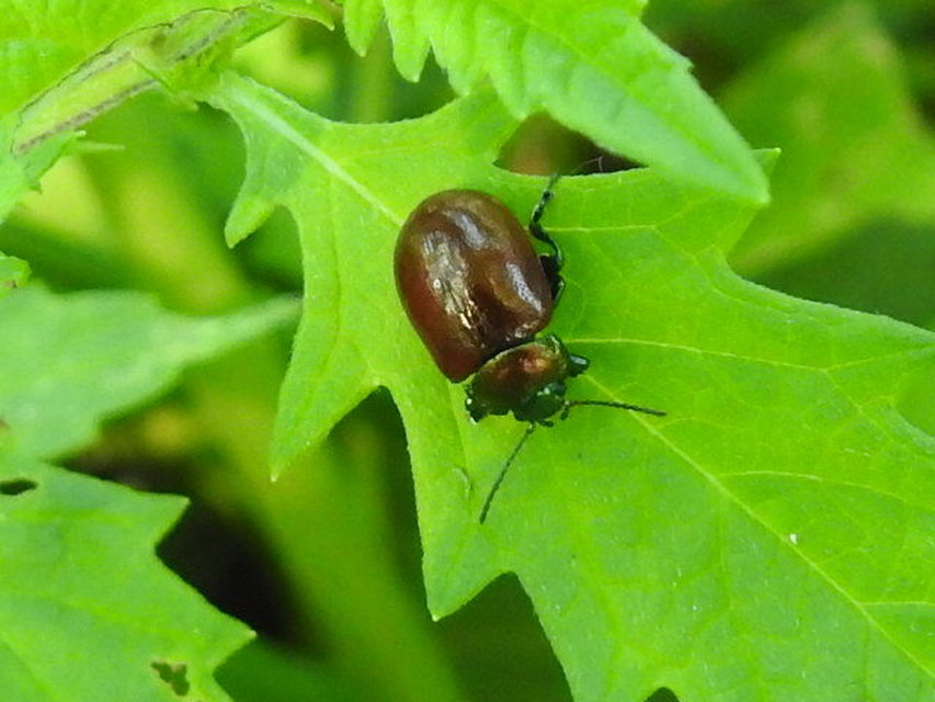 Chrysolina polita - réti mentalevelész Chrysolina polita - réti mentalevelész