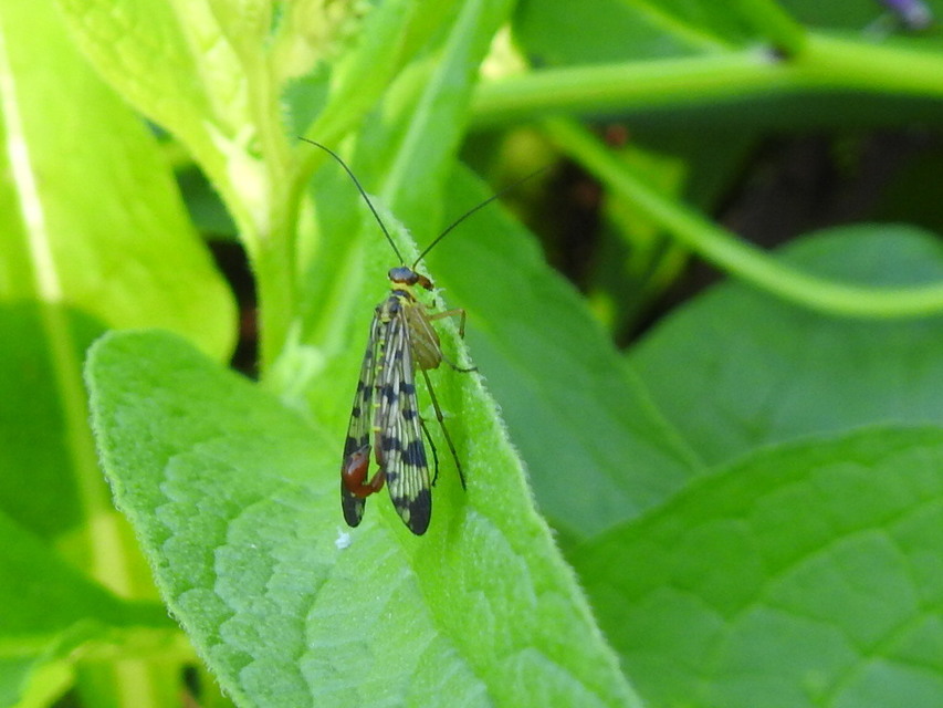 Panorpa vulgaris