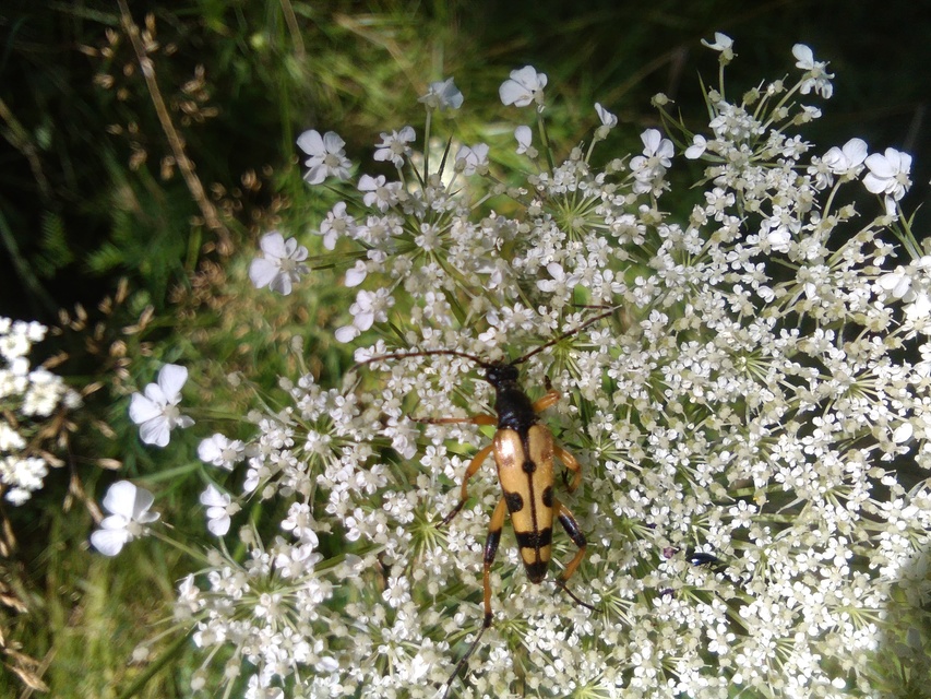Rutpela maculata - tarkacsápú karcsúcincér