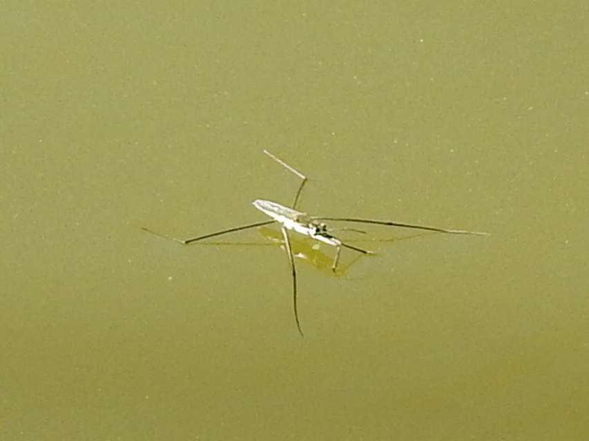 Gerridae - molnárpoloskák