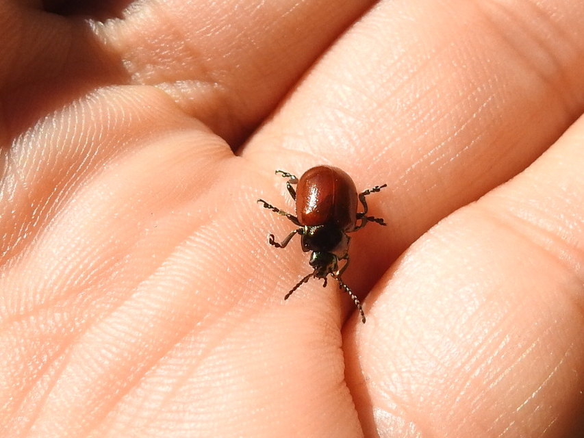 Chrysolina polita - réti mentalevelész Chrysolina polita - réti mentalevelész