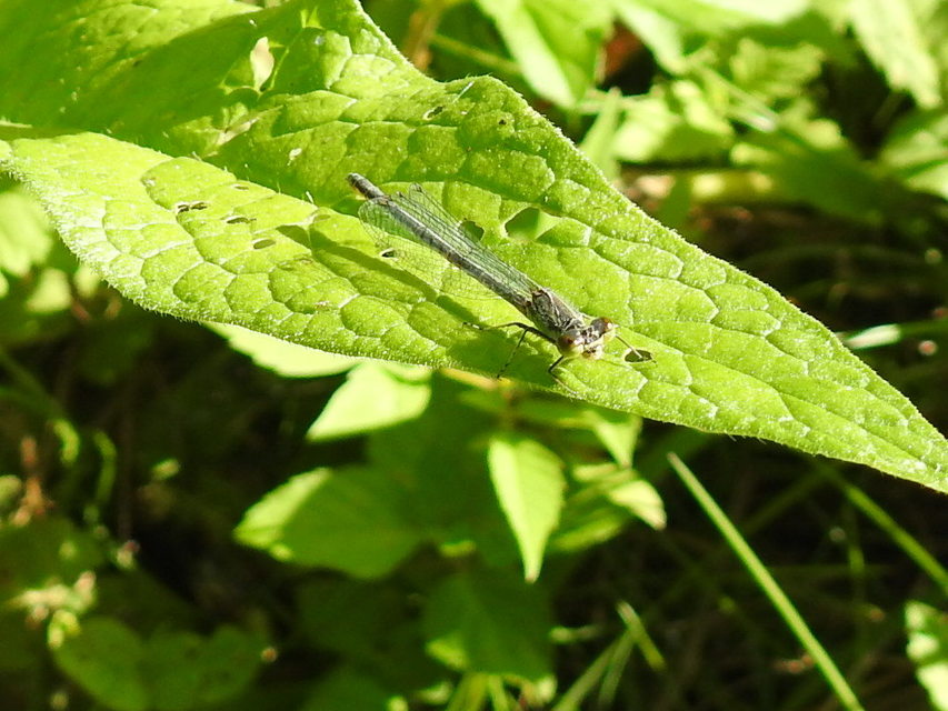 Erythromma viridulum - kis pirosszemű-légivadász